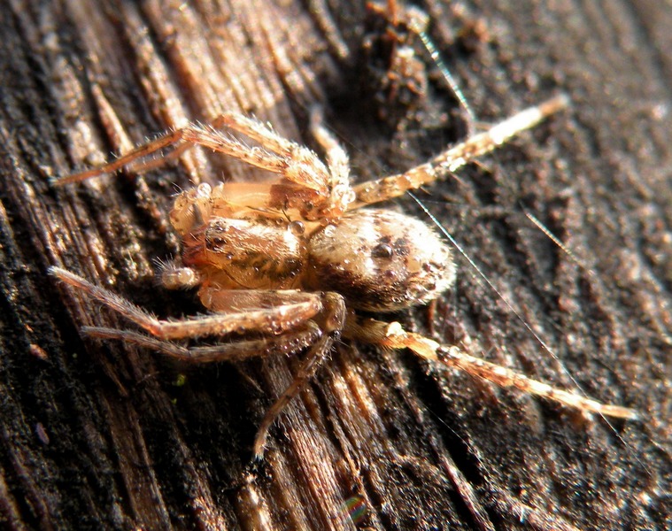 Anyphaena sp.